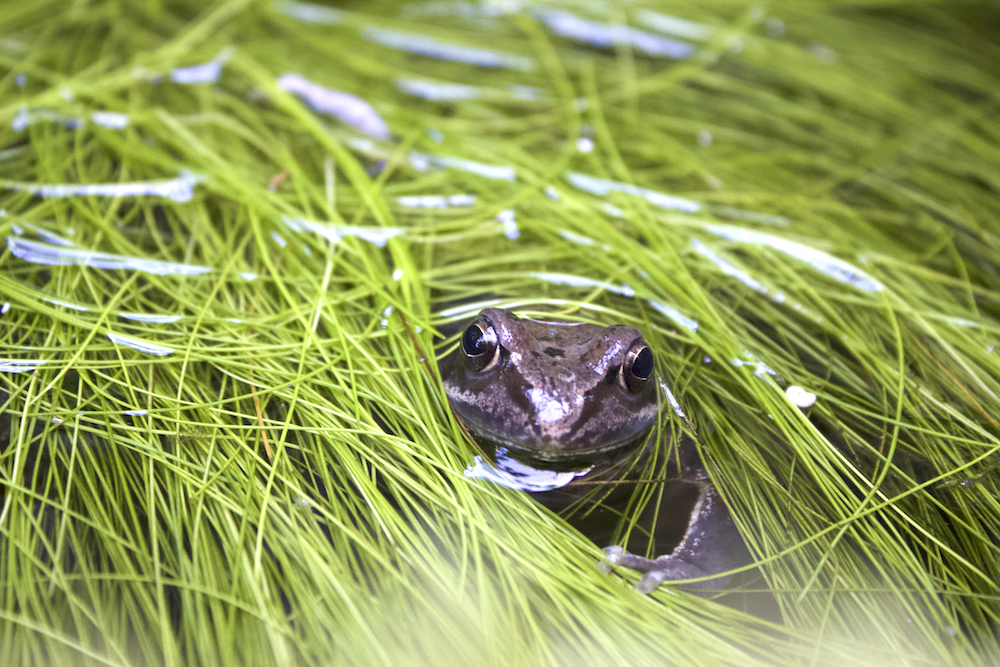Kleine Teiche sind auch Lebensraum