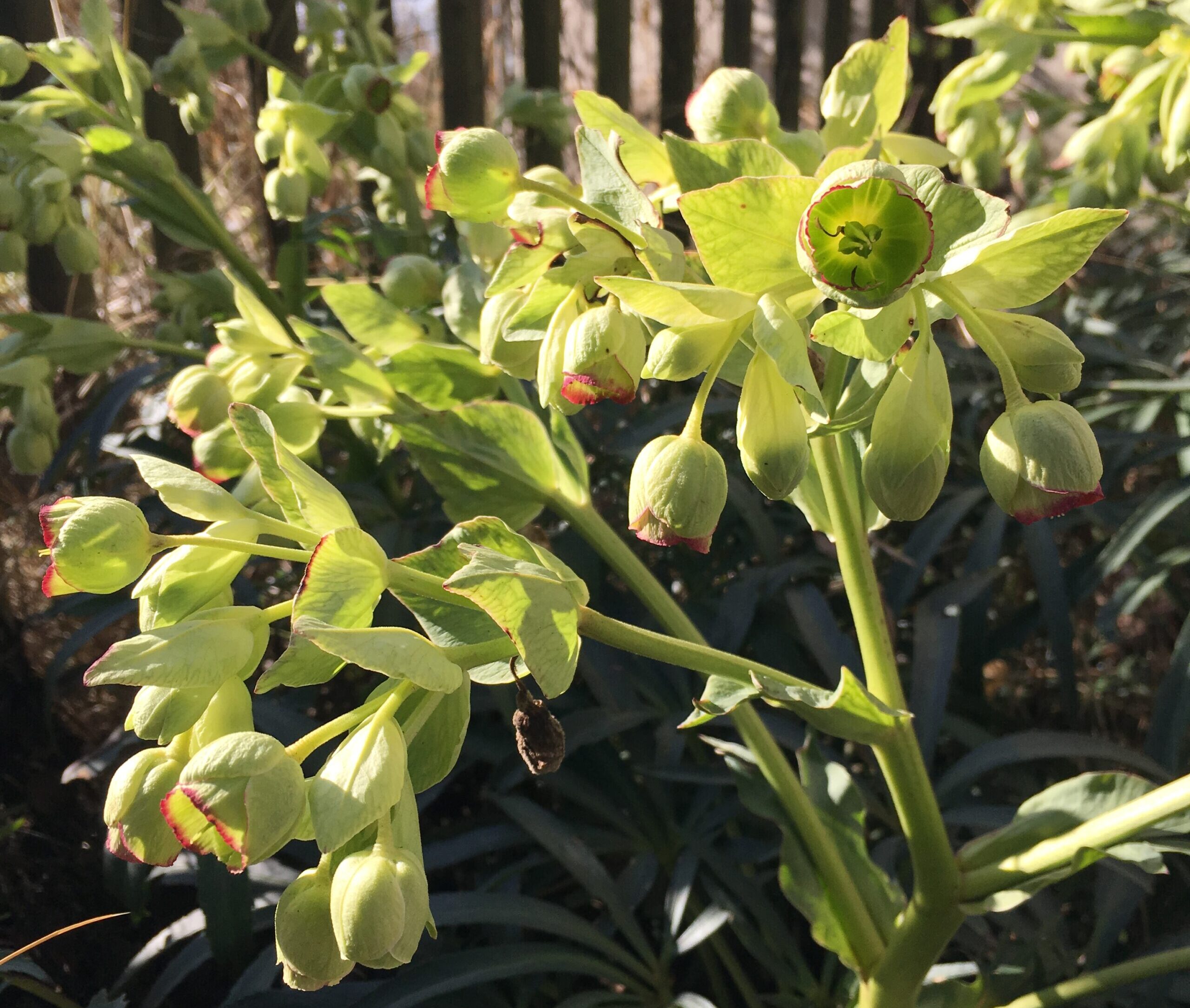 Palmenhain für Zwerge